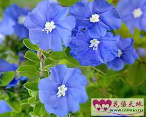 蓝星花的花语：把握现在
