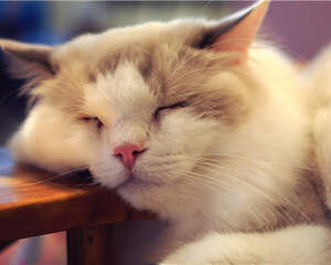 新到家猫咪需要准备哪些猫猫用品