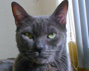 科拉特猫的养护知识