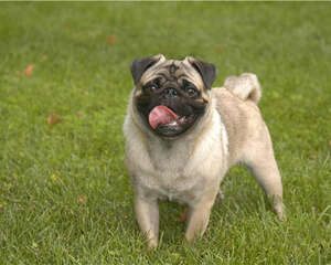 如何从进食习惯解决狗狗挑食