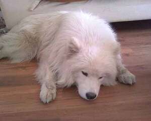 狗瘟抽搐怎么办？狗瘟的症状有哪些