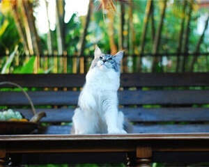 夏天猫咪易患哪些疾病