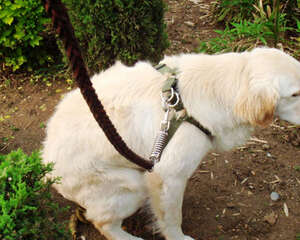 狗狗不愿带牵引绳怎么办