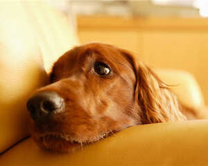 犬用营养膏的喂食要点