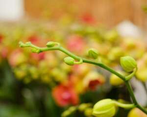 蝴蝶兰花谢后怎么处理