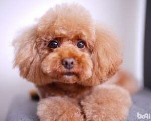 泰迪驱虫后食欲差怎么办？