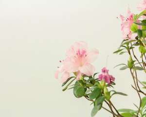 杜鹃花盆景怎么养护，杜鹃花盆景造型