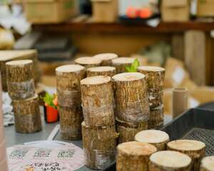 巴西木怎么换盆