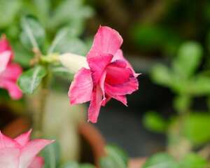 沙漠玫瑰怎么提根，多长时间提根一次