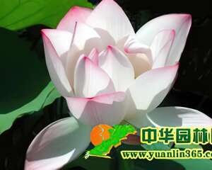 莲花的繁殖方法