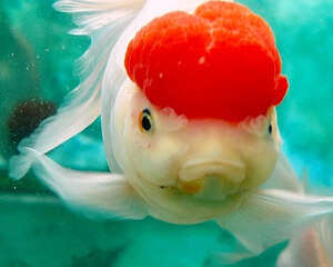 鹤顶红金鱼的喂食要点