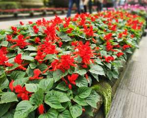 一串红花语是什么，什么季节开花