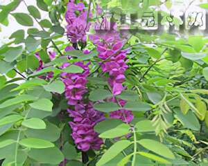 如何种养香花槐（图）