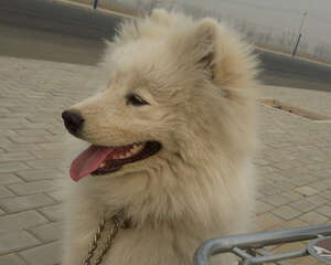 骑车遛狗要注意些什么