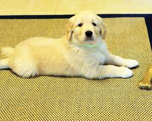 狗狗一天卡路里换算表