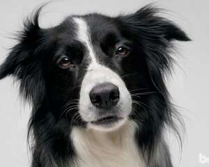 狗狗肠胃健康怎么处理