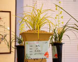 家里养兰花有什么好处