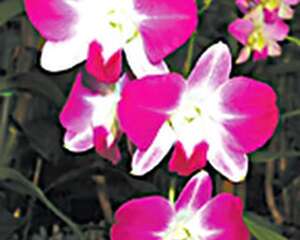 石斛兰 Dendrobium