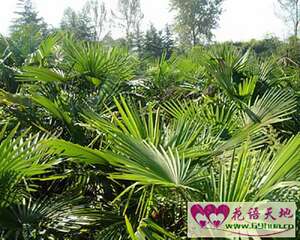 棕榈的花语和象征代表意义：胜利