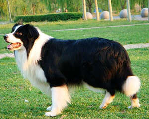 犬巴贝斯虫病的病因及症状