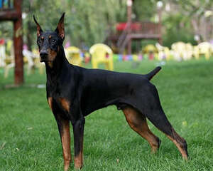 杜宾犬家庭饲养手册