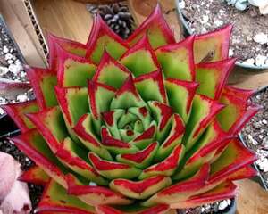 Echeveria agavoides-东云