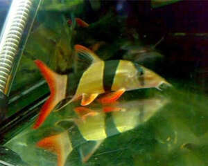 三间鼠鱼的外形特点