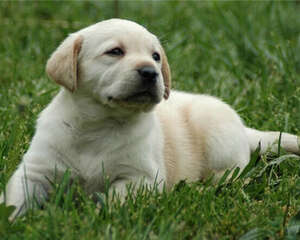 狗狗适合喝什么样的奶