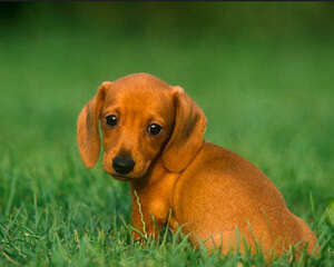 腊肠犬打架厉害吗