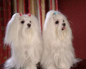 为何狗狗总是啃自己的腿