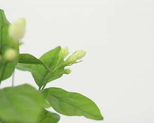 茉莉花的花语，茉莉花可以送人吗