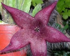 海星花Stapelia grandiflora Mass