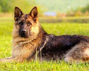 德牧幼犬要怎么去饲养？