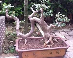 龙形紫薇