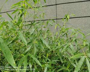 适合北方种植的竹子