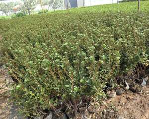 毛肋杜鹃的养殖方法