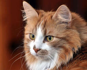 养猫等于养了一头狮子?