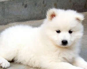 如何让狗狗的被毛更加光滑漂亮