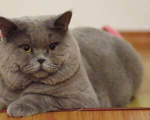 引发猫传染性贫血的原因