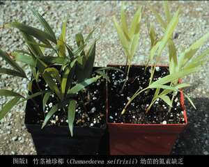 棕榈植物营养管理指南（图）