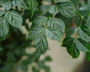 幸福树的虫害防治