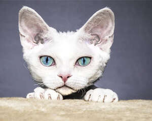 3个饲养误区有害猫咪健康