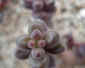 珊瑚珠Sedum stahlii