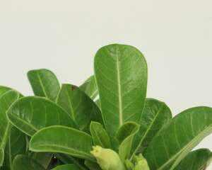 沙漠玫瑰怎样根部膨大