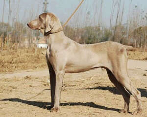 威玛猎犬的护理知识