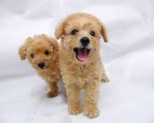 给狗狗吃肉干有哪些好处