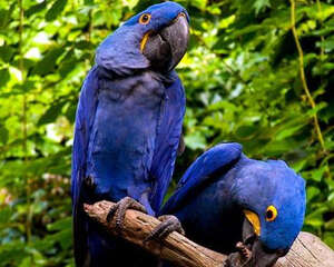 鹦鹉纽卡斯尔流感疾病的致病因是什么