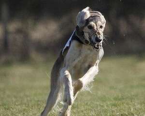 猎犬如何训练喊回来?训练猎犬需要注意什么?