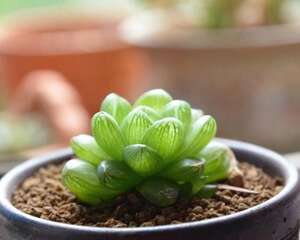 草玉露 Haworthia cymbiformis var. obtusa