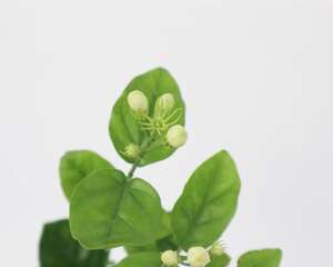 茉莉怎么不开花